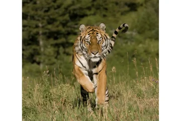 how fast can a tiger run featured image