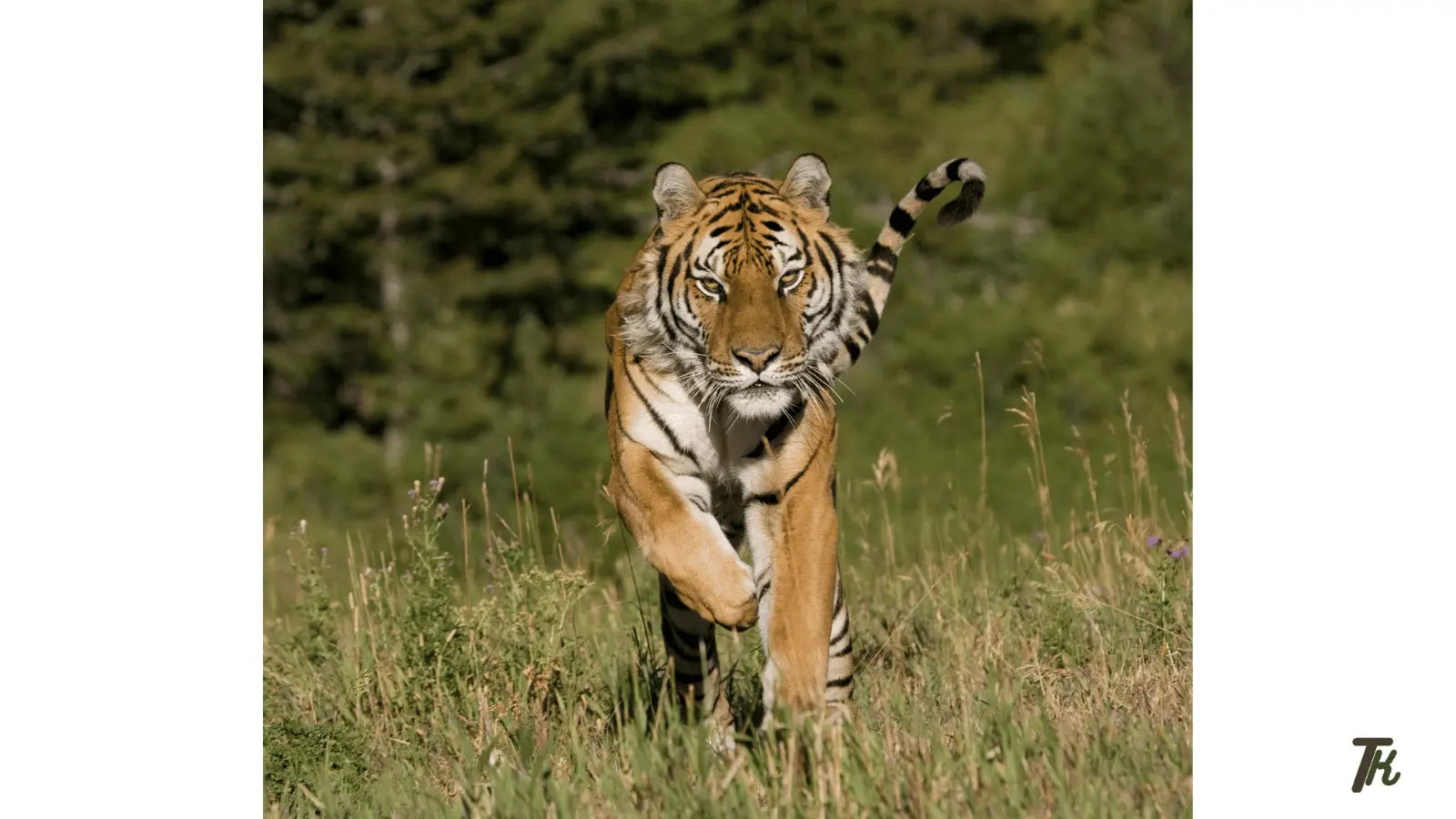 how fast can a tiger run featured image