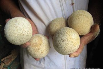 What are Polo Balls Made of